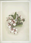Odontoglossum rossii.
