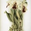 Cattleya dowiana aurea.