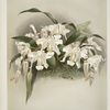 Coelogyne cristata maxima.