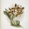 Odontoglossum insleayi splendens.