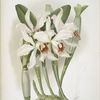 Laelia euspatha.