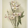 Dendrobium wardianum.