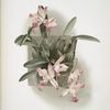 Laelia autumnalis xanthotropis.