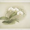 Phalaenopsis grandiflora aurea.