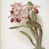 Cattleya lawrenceana.
