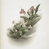 Masdevallia shuttleworthii and M. xanthocorys.