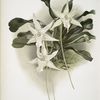 Aeranthus sesquipedalis.