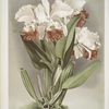 Cattleya Mendelli, Duke of Marlborough.