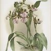 Zycopetalum intermedium.