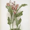 Phajus humblotii.