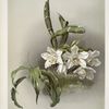 Chysis bractescens.