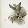 Masdevallia backhousiana.