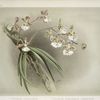 1. Oncidium jonesianum. 2. Oncidium jonesianum haeanthum.