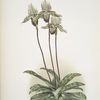Cypripedium lo.