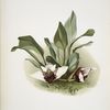 Maxillaria sanderiana.