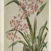 Odontoglossum edwardii.