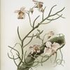 Vanda teres.