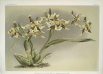 Odontoglossum Hallii xanthoglossum.