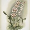 Odontoglossum crispum Hrubyanum.