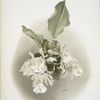 Trischopilia suavis alba.