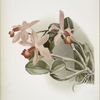 Cattleya superba splendens.