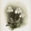Cypripedium niveum.