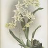 Odontoglossum hebraicum.