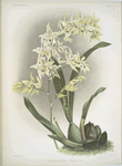 Odontoglossum hebraicum.
