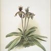 Cypripedium oenanthum superbum.