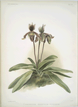 Cypripedium oenanthum superbum.