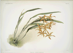 Laella harpophylla.