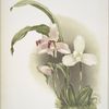 Lycaste skinneri & alba.