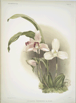 Lycaste skinneri & alba.