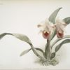 Cattleya labiata trianaei.