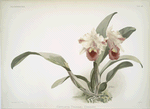 Cattleya labiata trianaei.