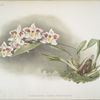 Odontoglossum crispum Kinlesideanum.