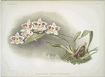 Odontoglossum crispum Kinlesideanum.