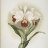 Cattleya trianaei schroederiana.
