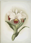 Cattleya trianaei schroederiana.