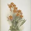 Epidendrum vitellinum.