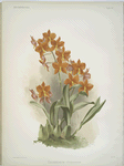 Epidendrum vitellinum.