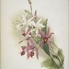 Laelia anceps Stella & Barkeriana.