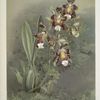 Odontoglossum harryanum.