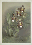 Odontoglossum harryanum.