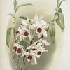 Dendrobium leechianum.