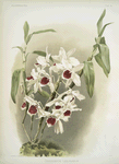 Dendrobium leechianum.