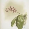 Phalænopsis speciosa.