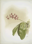 Phalænopsis speciosa.