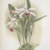 Lælia elegans schilleriana.