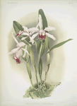 Lælia elegans schilleriana.